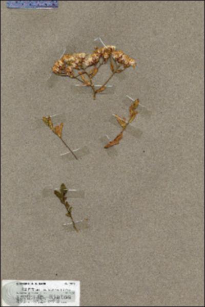 URN_catalog_HBHinton_herbarium_19860.jpg.jpg