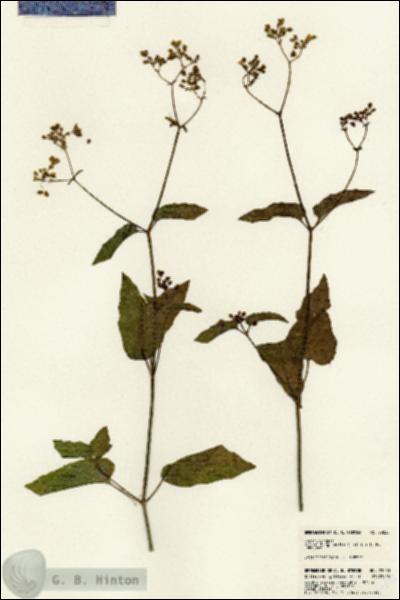 URN_catalog_HBHinton_herbarium_23033.jpg.jpg