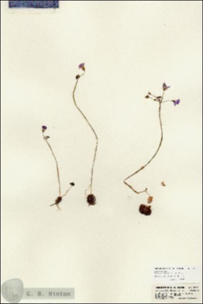 URN_catalog_HBHinton_herbarium_23331.jpg.jpg