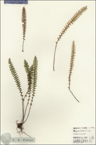 URN_catalog_HBHinton_herbarium_23066.jpg.jpg