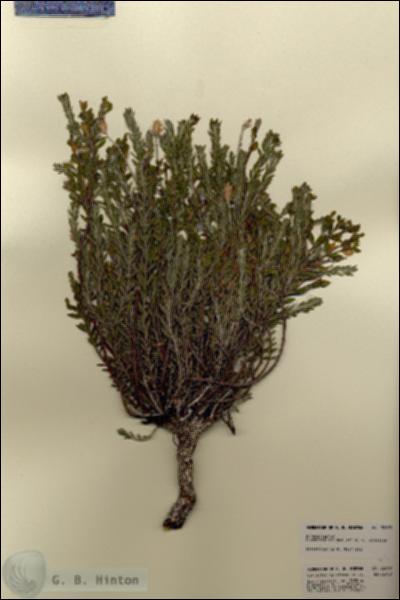 URN_catalog_HBHinton_herbarium_22699.jpg.jpg