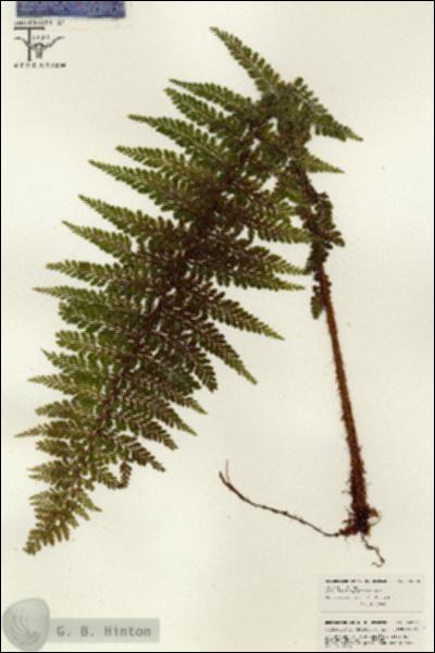 URN_catalog_HBHinton_herbarium_26275.jpg.jpg