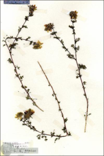 URN_catalog_HBHinton_herbarium_19317.jpg.jpg