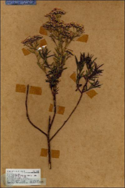 URN_catalog_HBHinton_herbarium_18085.jpg.jpg