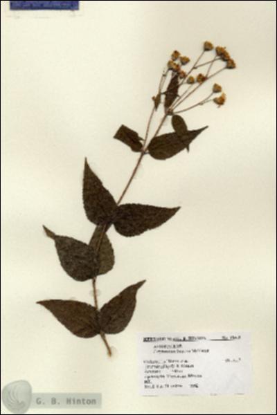 URN_catalog_HBHinton_herbarium_12045.jpg.jpg