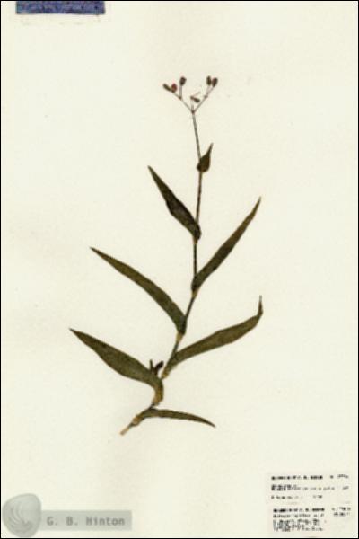 URN_catalog_HBHinton_herbarium_23386.jpg.jpg
