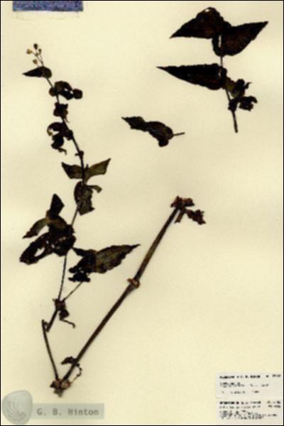 URN_catalog_HBHinton_herbarium_23482.jpg.jpg