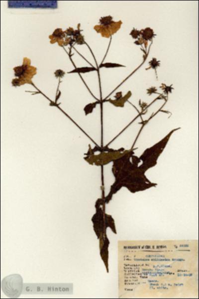 URN_catalog_HBHinton_herbarium_15332.jpg.jpg