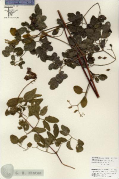 URN_catalog_HBHinton_herbarium_25848.jpg.jpg
