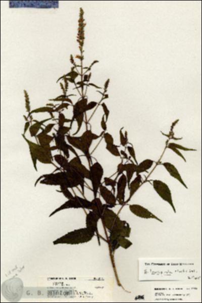 URN_catalog_HBHinton_herbarium_20531.jpg.jpg