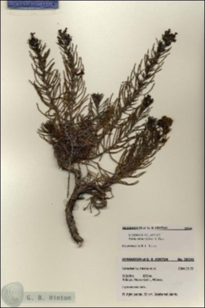 URN_catalog_HBHinton_herbarium_28246.jpg.jpg
