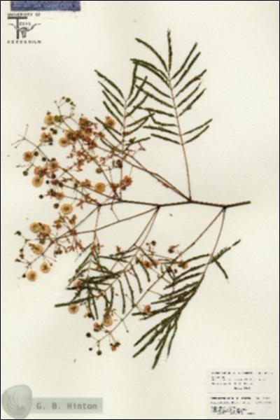 URN_catalog_HBHinton_herbarium_26483.jpg.jpg