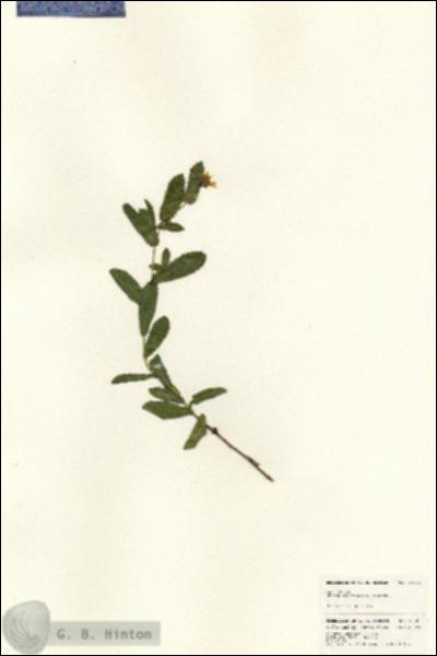URN_catalog_HBHinton_herbarium_24783.jpg.jpg