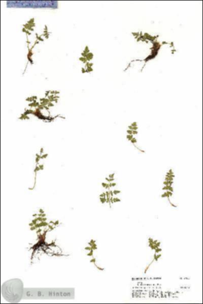 URN_catalog_HBHinton_herbarium_21005.jpg.jpg