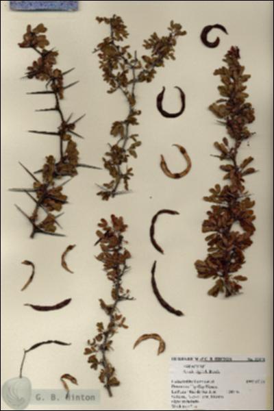 URN_catalog_HBHinton_herbarium_22171.jpg.jpg
