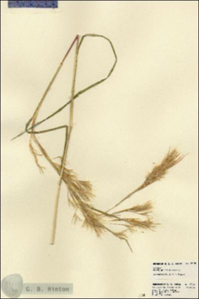 URN_catalog_HBHinton_herbarium_23290.jpg.jpg