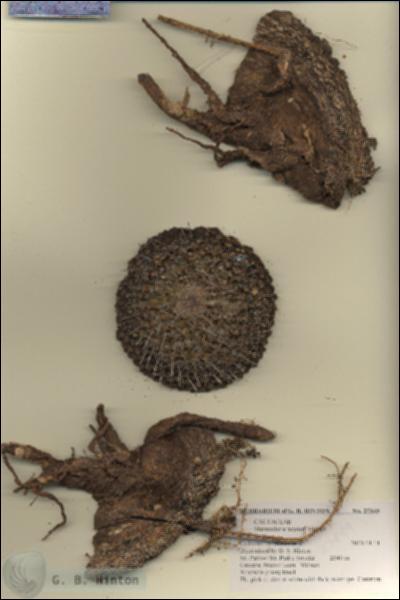 URN_catalog_HBHinton_herbarium_27849.jpg.jpg