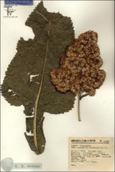 URN_catalog_HBHinton_herbarium_12822.jpg.jpg