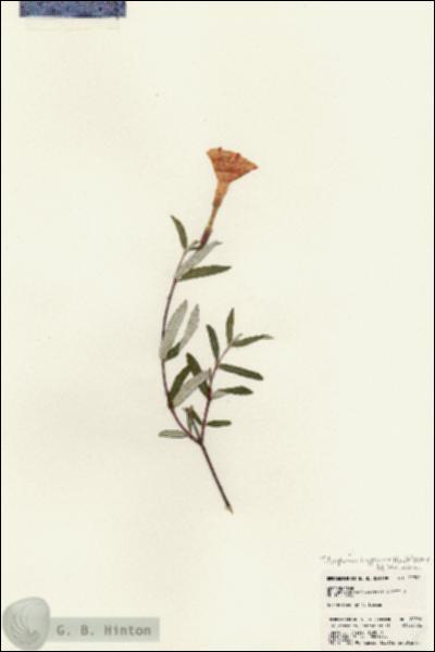 URN_catalog_HBHinton_herbarium_22990.jpg.jpg