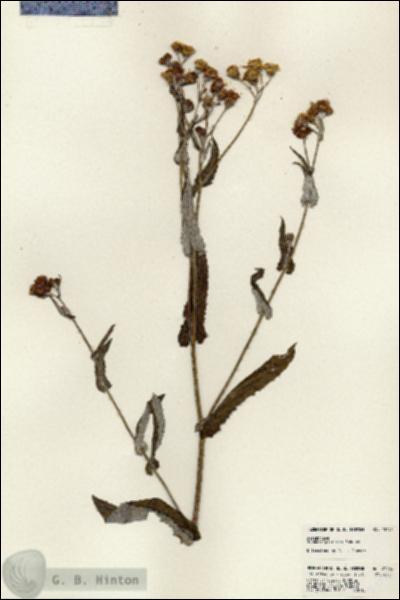 URN_catalog_HBHinton_herbarium_23799.jpg.jpg
