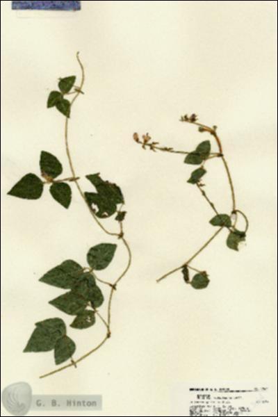 URN_catalog_HBHinton_herbarium_22564.jpg.jpg