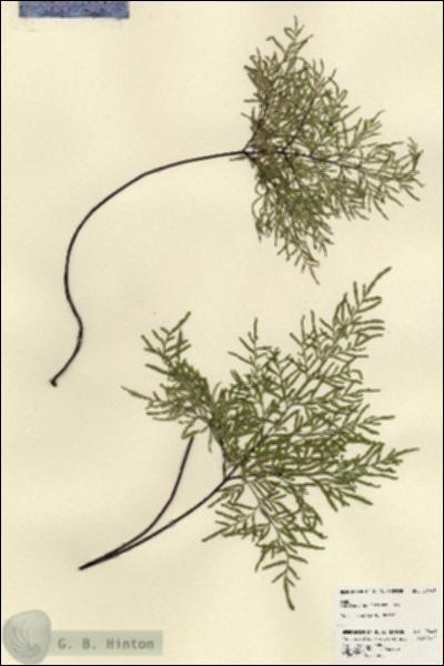 URN_catalog_HBHinton_herbarium_23441.jpg.jpg