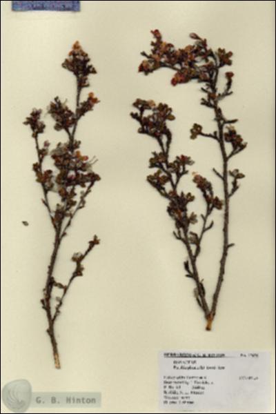 URN_catalog_HBHinton_herbarium_17656.jpg.jpg