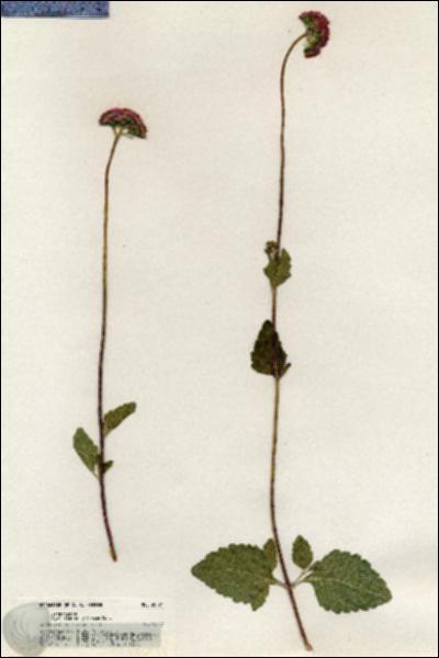 URN_catalog_HBHinton_herbarium_20794.jpg.jpg