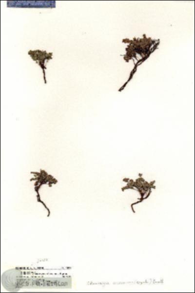 URN_catalog_HBHinton_herbarium_20229.jpg.jpg