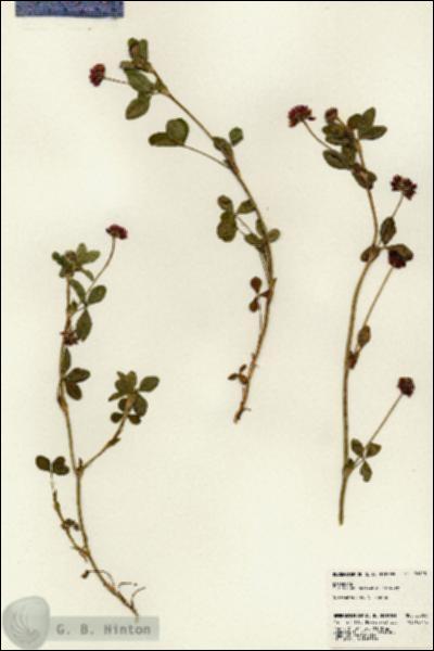 URN_catalog_HBHinton_herbarium_22923.jpg.jpg