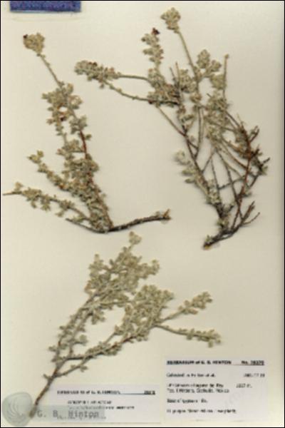 URN_catalog_HBHinton_herbarium_28370.jpg.jpg