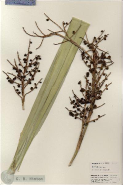 URN_catalog_HBHinton_herbarium_25315.jpg.jpg