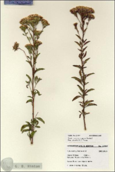 URN_catalog_HBHinton_herbarium_27997.jpg.jpg