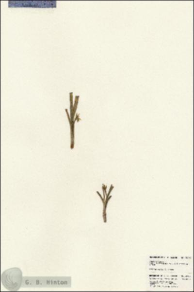 URN_catalog_HBHinton_herbarium_24083.jpg.jpg