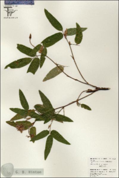 URN_catalog_HBHinton_herbarium_26416.jpg.jpg