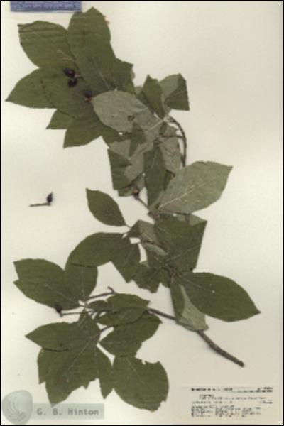 URN_catalog_HBHinton_herbarium_21321.jpg.jpg