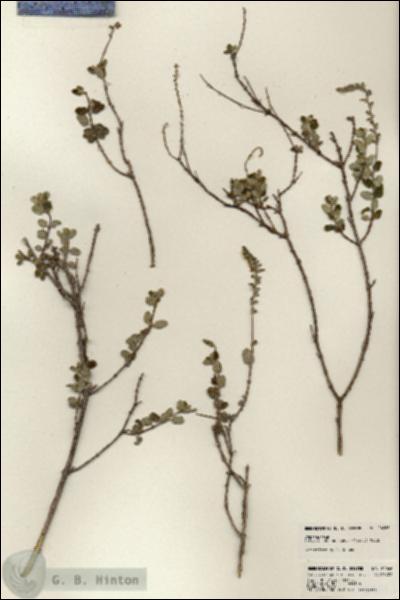 URN_catalog_HBHinton_herbarium_24066.jpg.jpg