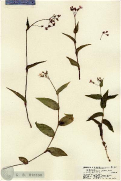 URN_catalog_HBHinton_herbarium_22271.jpg.jpg