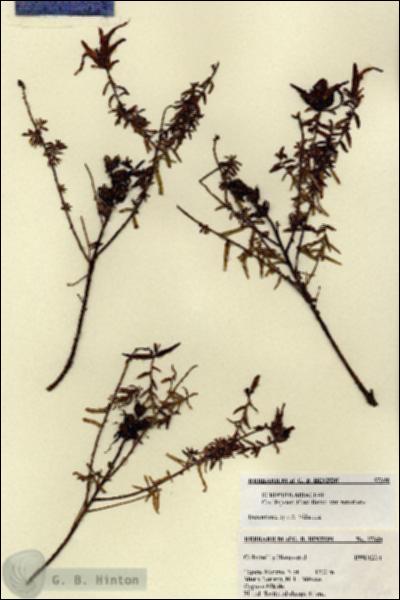 URN_catalog_HBHinton_herbarium_27340.jpg.jpg