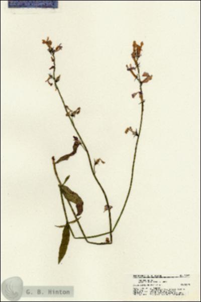 URN_catalog_HBHinton_herbarium_21371.jpg.jpg