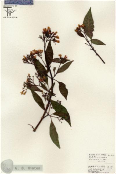 URN_catalog_HBHinton_herbarium_26615.jpg.jpg