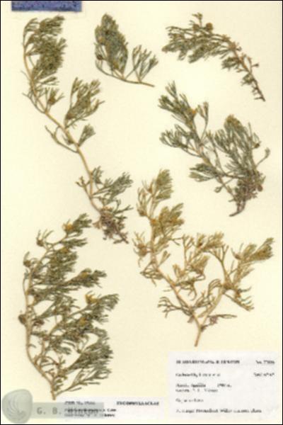 URN_catalog_HBHinton_herbarium_27606.jpg.jpg