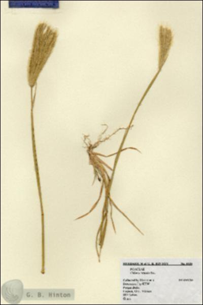 URN_catalog_HBHinton_herbarium_6030.jpg.jpg