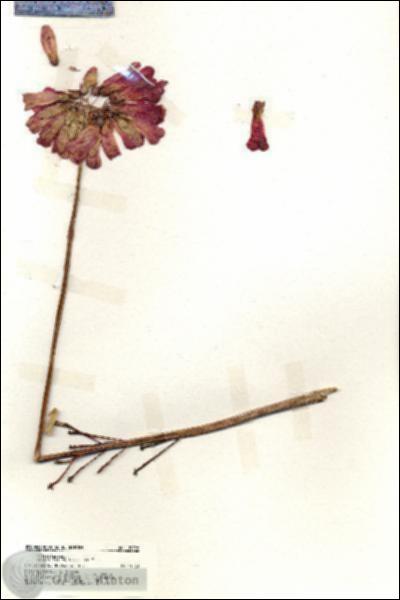 URN_catalog_HBHinton_herbarium_19998.jpg.jpg