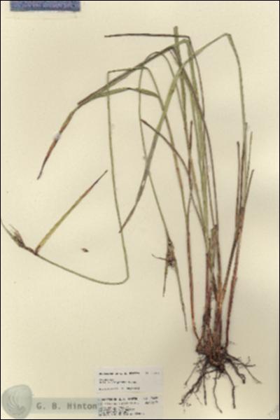 URN_catalog_HBHinton_herbarium_23486.jpg.jpg