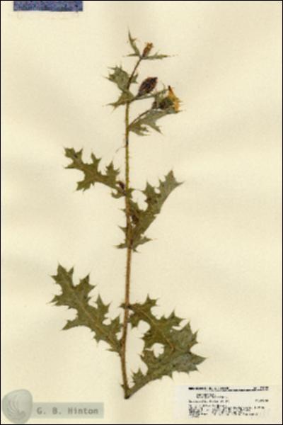 URN_catalog_HBHinton_herbarium_21488.jpg.jpg