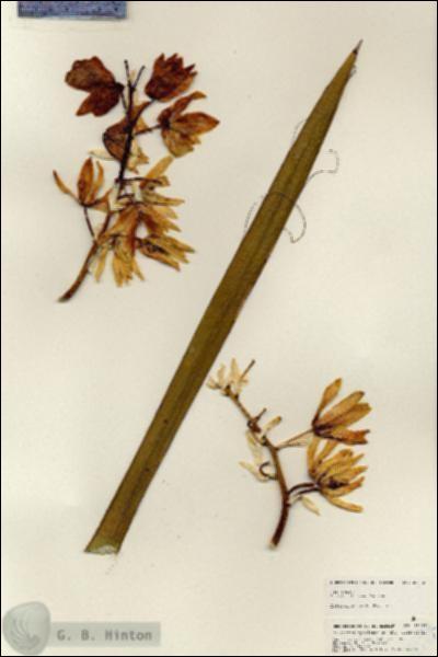 URN_catalog_HBHinton_herbarium_25232.jpg.jpg