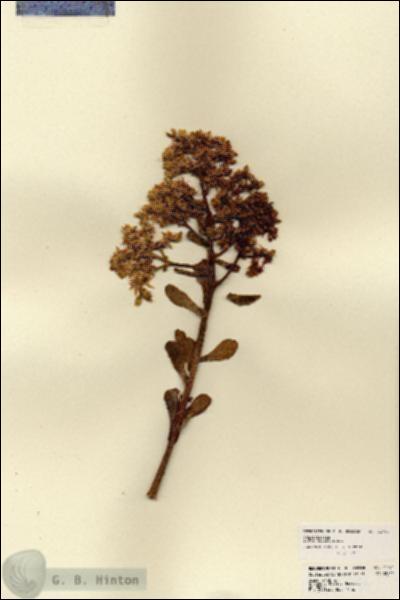 URN_catalog_HBHinton_herbarium_21794.jpg.jpg