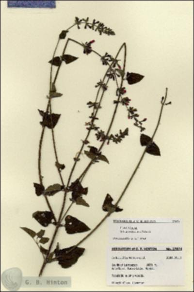 URN_catalog_HBHinton_herbarium_27874.jpg.jpg