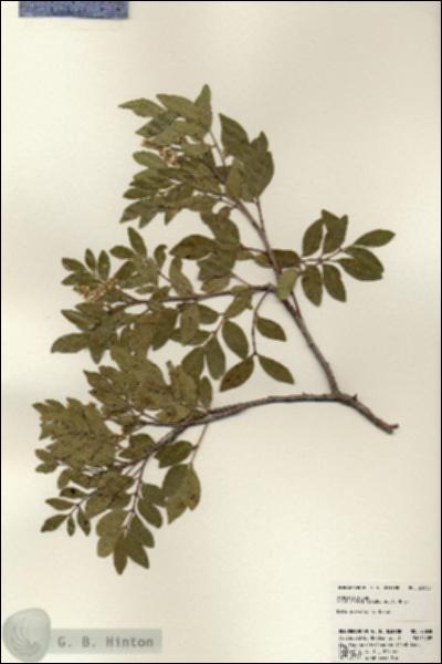 URN_catalog_HBHinton_herbarium_23838.jpg.jpg
